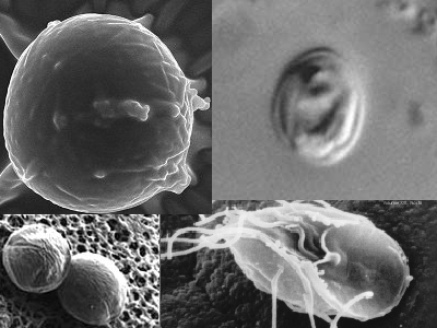 Cryptosporidia and giardia
