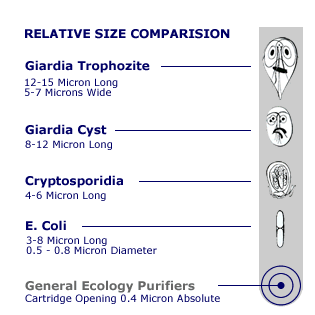 Micro-organism Relative Size Comparison